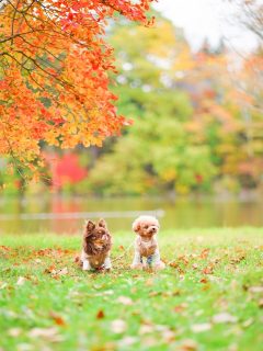 「愛犬家住宅コーディネーター」の法人登録しました！