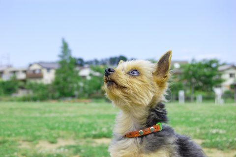 弊社スタッフが「愛犬家住宅コーディネーター」を取得しました！