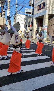 神奈川大和阿波おどり4年ぶりに路上演舞が復活！